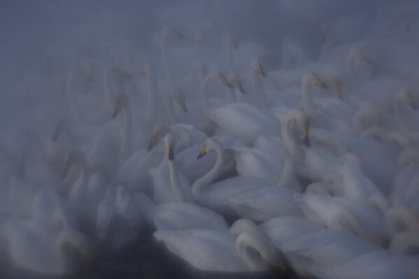 Лебеди-кликуны зимуют на Лебедином озере на Алтае. - Sputnik Беларусь