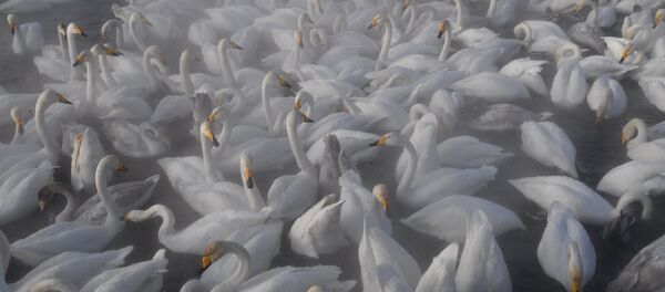 Лебедзі-клікуны зімуюць на Лебядзіным возеры Лебедзі-клікуны зімуюць на Лебядзіным возеры - Sputnik Беларусь