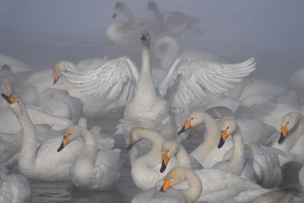 Всего на озеро слетелись на зимовку около 700 лебедей-кликунов. - Sputnik Беларусь
