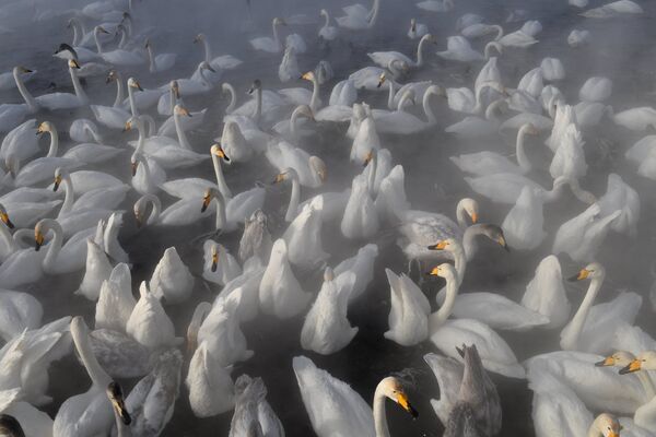 В этом году морозы здесь лютуют особо, и озеро Светлое, где зимуют птицы, заметно затянуло льдом. - Sputnik Беларусь