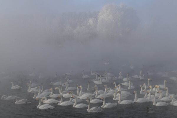 Лебеди зимуют здесь не одни, также прилетают дикие утки, обыкновенный гоголь, кряква, большой крохаль. - Sputnik Беларусь