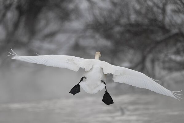 На зимовку в заказник, площадь которого почти 40 тысяч гектаров, лебеди прилетают в ноябре. - Sputnik Беларусь