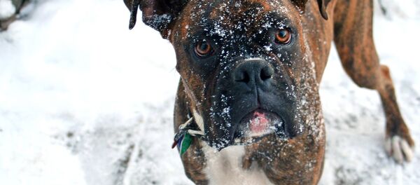 Собака породы боксер, архивное фото - Sputnik Беларусь