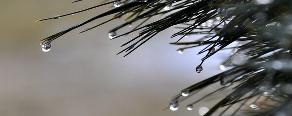 Адліга Адліга - Sputnik Беларусь