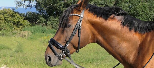 Лошадь Лошадь - Sputnik Беларусь