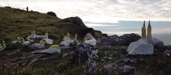 Олуша Найджел живет с бетонными копиями птиц на острове в Новой Зеландии, видео - Sputnik Беларусь