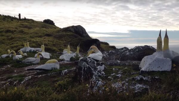 Олуша Найджел живет с бетонными копиями птиц на острове в Новой Зеландии, видео - Sputnik Беларусь