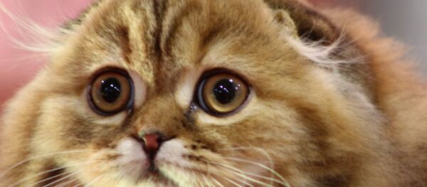 Золотая кошка в Минске - Sputnik Беларусь