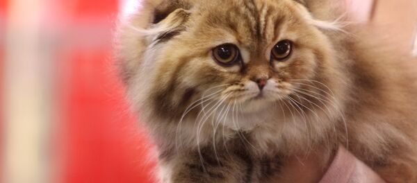 Залатая кошка ў Мінску Залатая кошка ў Мінску - Sputnik Беларусь