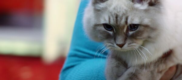 Кошка, архивное фото - Sputnik Беларусь