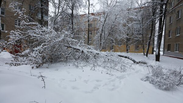 Упавшее дерево во дворе, архивное фото - Sputnik Беларусь