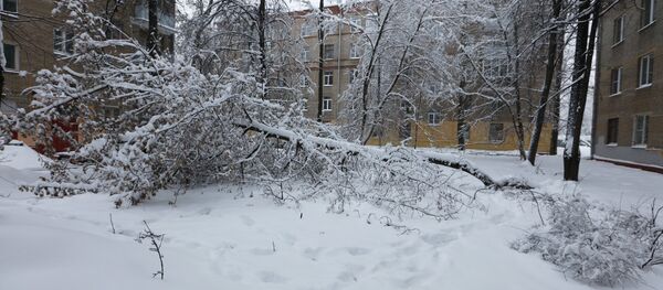 Упавшее дерево во дворе, архивное фото - Sputnik Беларусь