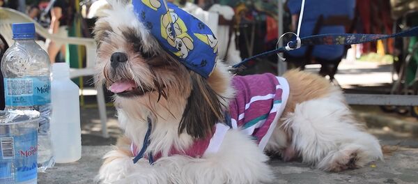 Собачий карнавал в Рио-де-Жанейро - Sputnik Беларусь