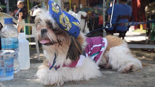 Собачий карнавал в Рио-де-Жанейро - Sputnik Беларусь