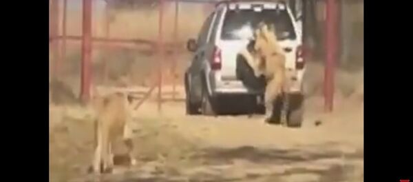 Видеофакт: лев-зацепер обнаружен в одном из парков Африки - Sputnik Беларусь