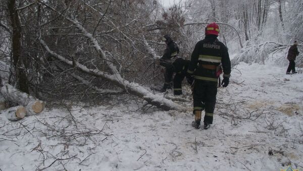 МЧС: упавшие деревья и отключение электричества на Гомельщине - Sputnik Беларусь