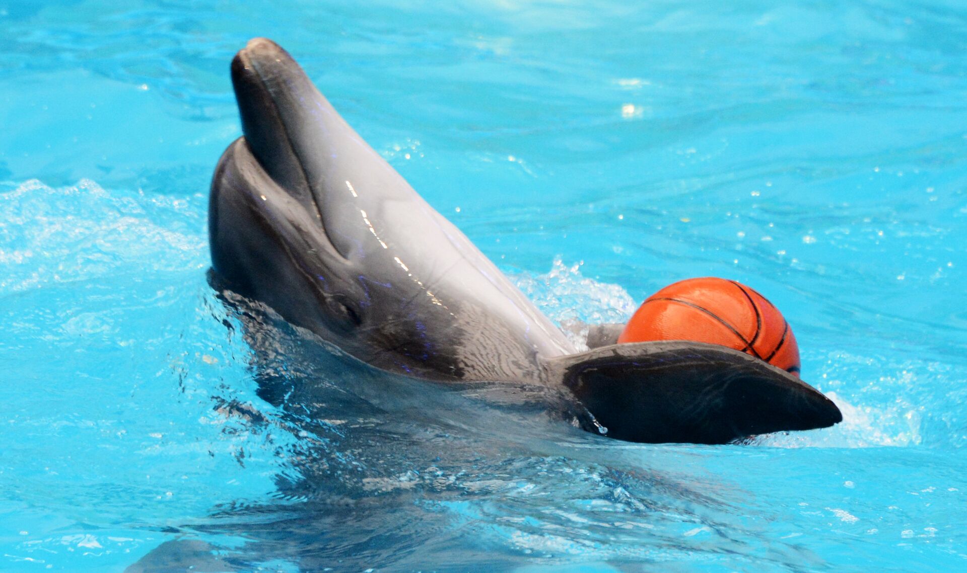 Дельфины отлично работают в дельфинарии, но если не были рождены в неволе, всегда тоскуют по морю - Sputnik Беларусь, 1920, 21.03.2024
