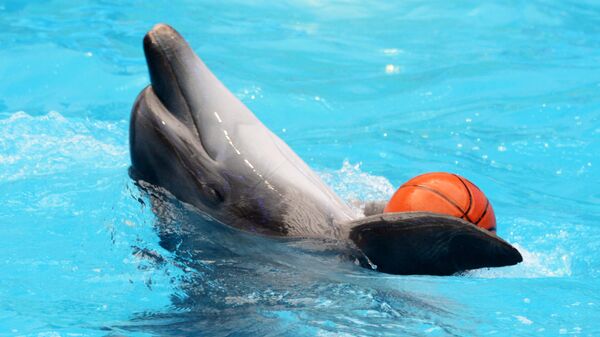 Дельфины в дельфинарии - Sputnik Беларусь