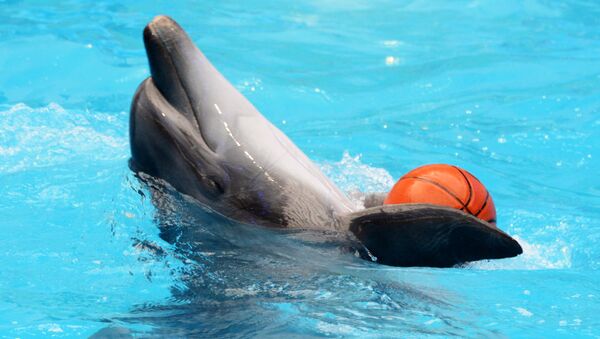 Дельфины в дельфинарии - Sputnik Беларусь