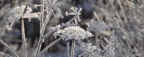Иней зимой - Sputnik Беларусь