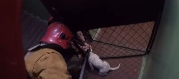 Освобождение собаки в Речице, видео - Sputnik Беларусь