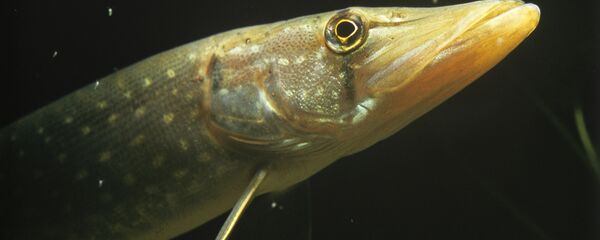 Щука, архивное фото Щука, архивное фото - Sputnik Беларусь