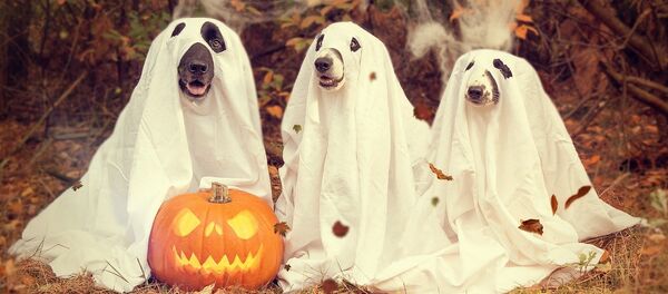 Собаки, изображающие привидений, архивное фото - Sputnik Беларусь