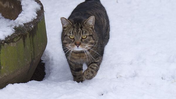 Кот і снег - Sputnik Беларусь