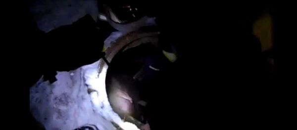 Спасение поросенка Спасение поросенка - Sputnik Беларусь