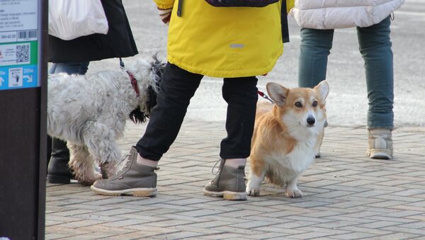 Собаки на улицах всегда босиком - и зимой и летом - Sputnik Беларусь