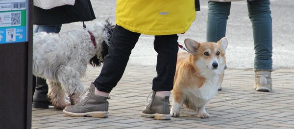 Собаки на улицах всегда босиком - и зимой и летом - Sputnik Беларусь
