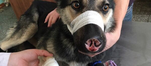 Пес-инвалид из Улан-Удэ нашел хозяйку и дом - Sputnik Беларусь