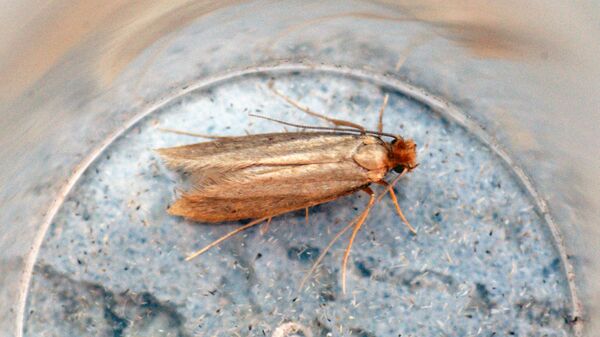 Платяная моль - Sputnik Беларусь