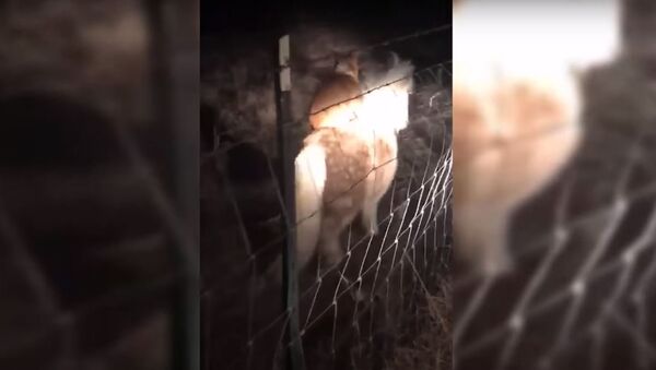 В США собака оседлала одноглазого пони, видео - Sputnik Беларусь