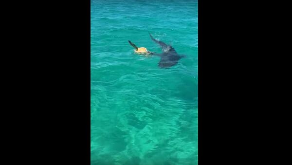 Тигровая акула напала на черепаху, видео  - Sputnik Беларусь