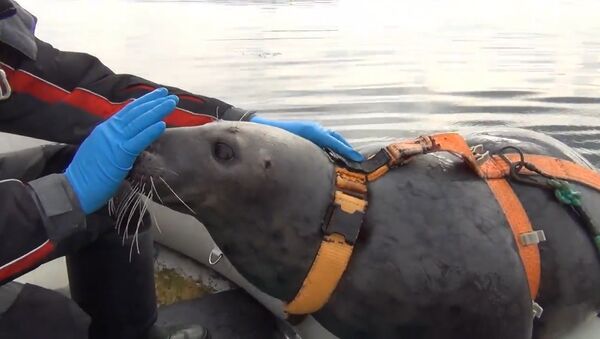 Тюленей в Мурманске тренируют для военных целей - Sputnik Беларусь