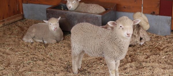 Ягняты - Sputnik Беларусь