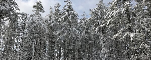 Зімовы лес, архіўнае фота - Sputnik Беларусь