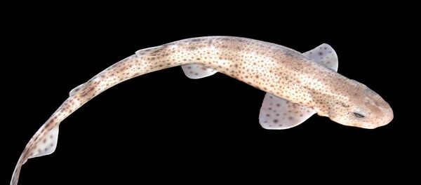 Обыкновенная кошачья акула Обыкновенная кошачья акула - Sputnik Беларусь