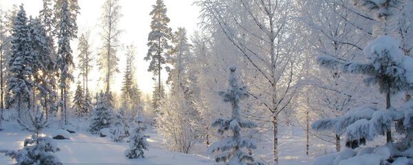 Марозны дзень зімой - Sputnik Беларусь