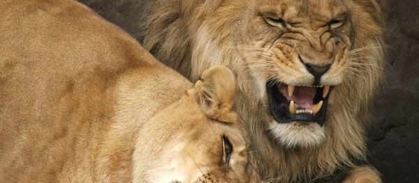 Львы ў Мінскім заапарку Львы ў Мінскім заапарку - Sputnik Беларусь