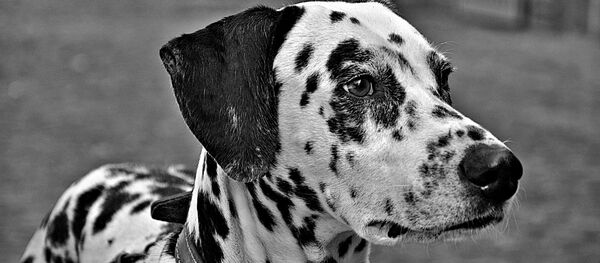 Далматин Далматин - Sputnik Беларусь