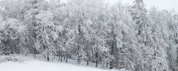Лес зимой - Sputnik Беларусь