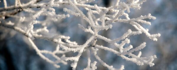 Покрытые инеем ветки деревьев - Sputnik Беларусь