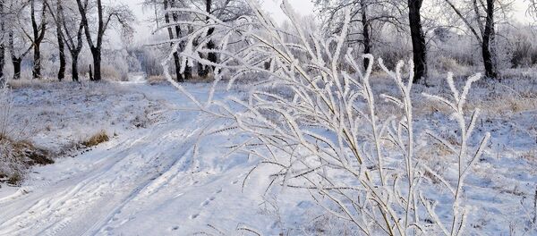 Зимний лес - Sputnik Беларусь