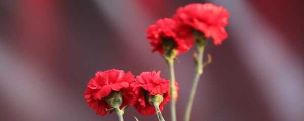 Гвоздика, архивное фото - Sputnik Беларусь