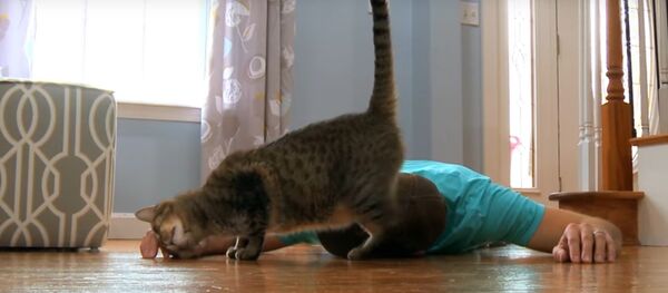 Незвычайны пранк: што кот будзе рабіць, калі гаспадар прыкінецца мёртвым? Незвычайны пранк: што кот будзе рабіць, калі гаспадар прыкінецца мёртвым? - Sputnik Беларусь