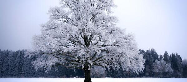 Дерево зимой - Sputnik Беларусь