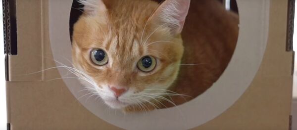 Видеофакт: как котам живется в модульных картонных домиках Видеофакт: как котам живется в модульных картонных домиках - Sputnik Беларусь