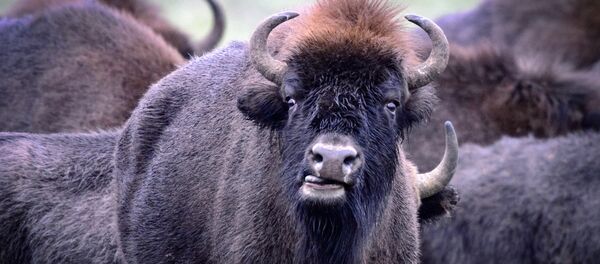 Беларускія зубры Беларускія зубры - Sputnik Беларусь